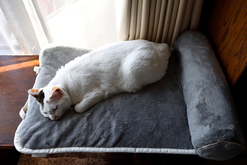 High angle view of white cat sleeping on a bed.