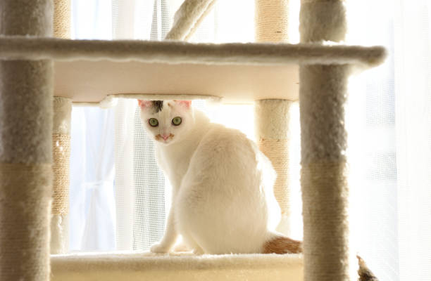 istock Young white cat sitting on the cat tower 1303418595