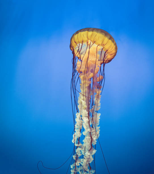 istock A Jellyfish closeup View in blue water 1303418630