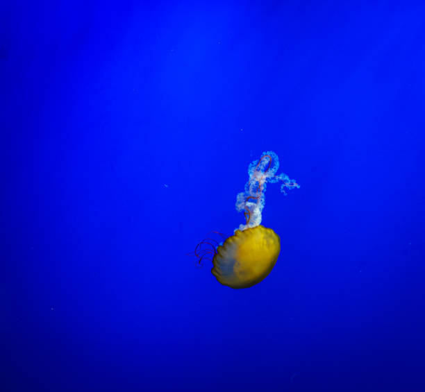 istock A Jellyfish closeup View in blue water 1303419157