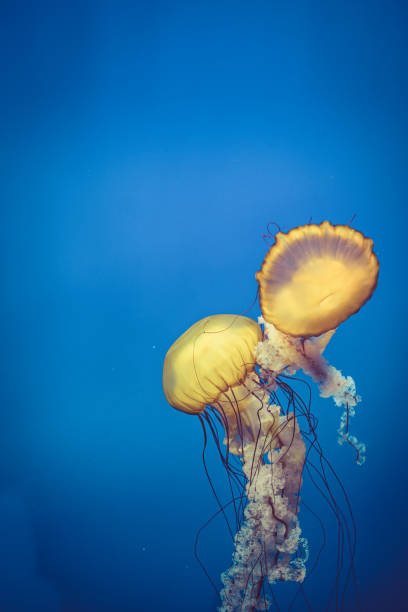 istock A Jellyfish closeup View in blue water 1303419170