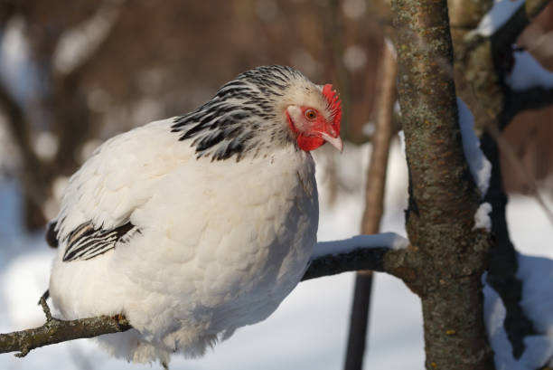 Free-range Sussex chickens in winter. Free-range Sussex chickens in winter. winter chicken coop stock pictures, royalty-free photos & images