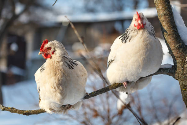 Free-range Sussex chickens in winter. Free-range Sussex chickens in winter. winter chicken coop stock pictures, royalty-free photos & images