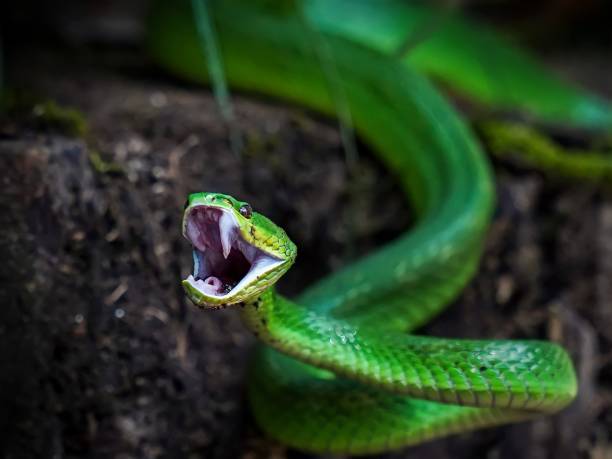 gröna ormar - long list bildbanksfoton och bilder