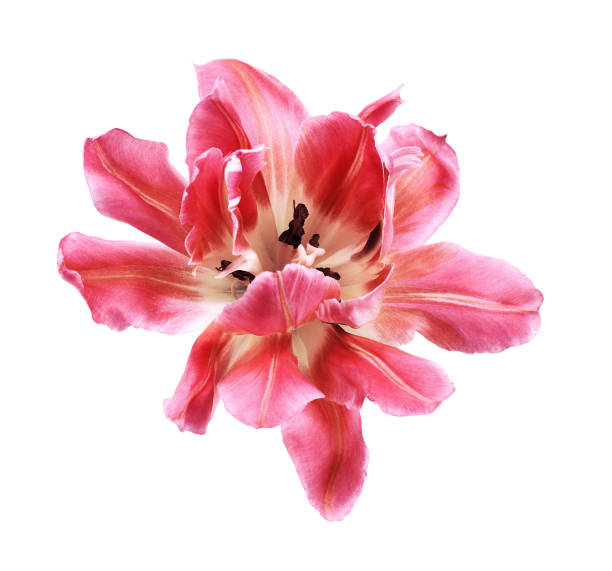 istock Coral tulip flower 1303422082