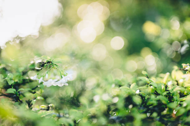 istock Natural spring green leaves background. bright sunshine. Green bokeh abstract glitter light background. Focus texture from nature forest fresh shiny growth background copyspace 1303423012