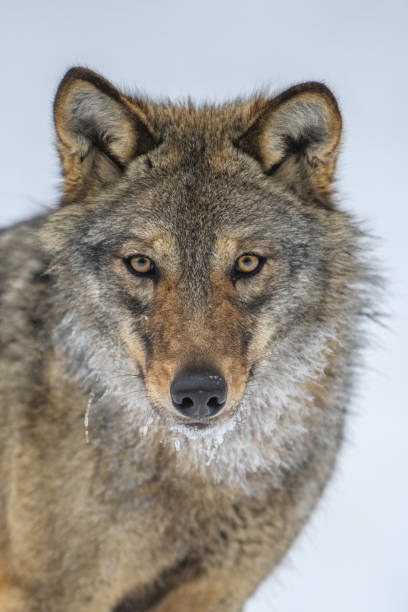 istock Close up portrait wolf in winter forest background 1303423996