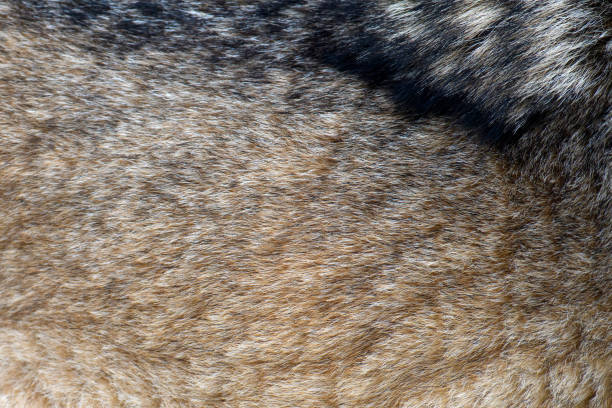 Close real texture of silver wolf fur