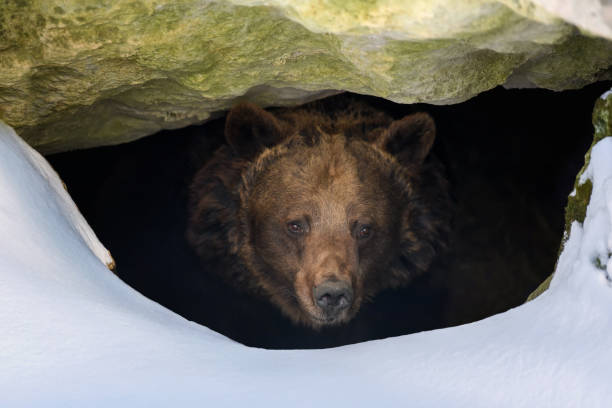 Brown bear looks out of its den in the woods under a large rock in winter Brown bear (Ursus arctos) looks out of its den in the woods under a large rock in winter hibernation stock pictures, royalty-free photos & images