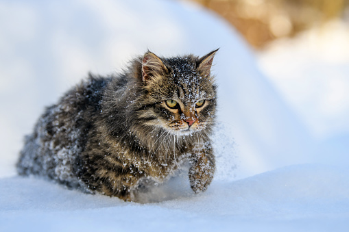 Covered with snow cat. Cat walking in the snow in winter