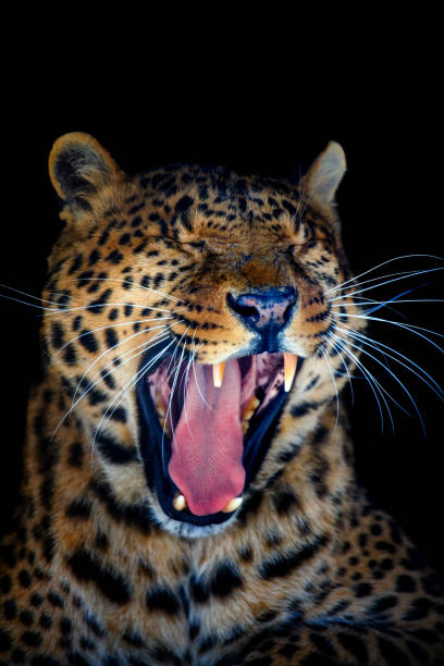 istock Close up big leopard isolated on black background 1303424052