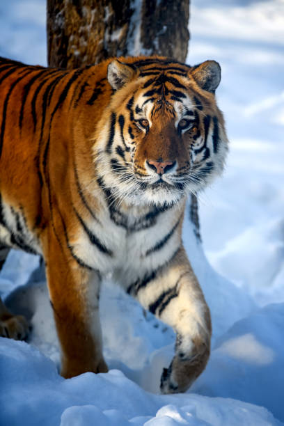 istock Beautiful wild siberian tiger on snow 1303424053