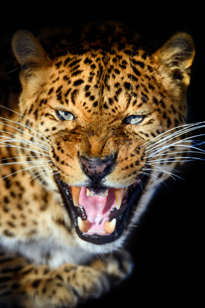 istock Close up big leopard isolated on black background 1303424057