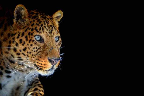 istock Close up big leopard isolated on black background 1303424062