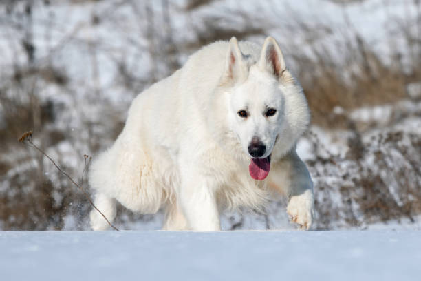 istock White Swiss Shepherd dog running on snow 1303424107