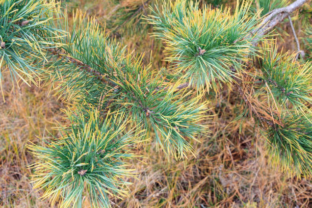 istock Branches of pine tree with natural background. 1303424335