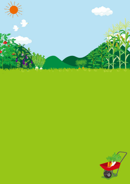 illustrazioni stock, clip art, cartoni animati e icone di tendenza di illustrazione vettoriale del panorama dei campi - campo di pomodori
