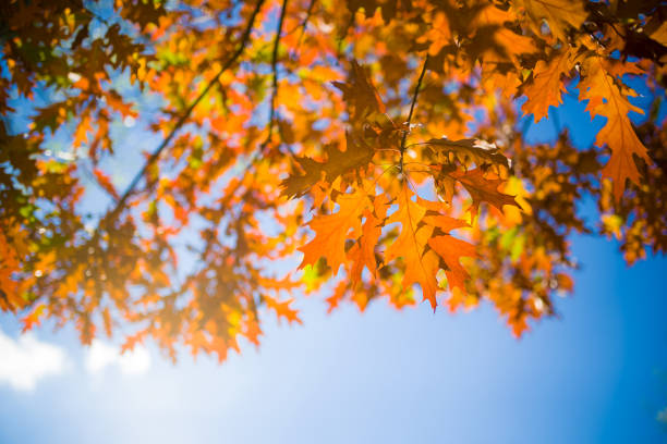 istock Autumn leaves with the blue sky background 1303425380