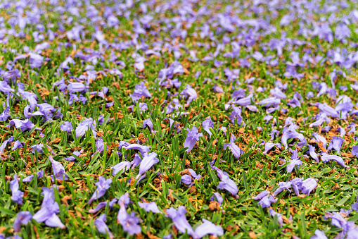 Jacaranda tree flowers