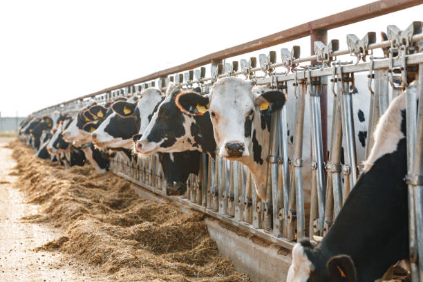 istock Black and white spotty cows on a farm 1303427994