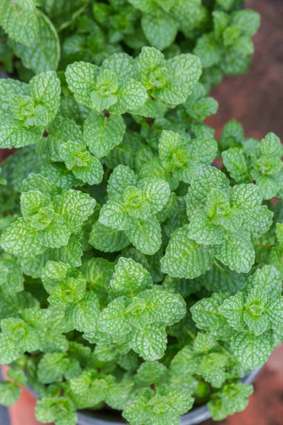 istock Densely arranged green mint leaves，Mentha canadensis 1303428391