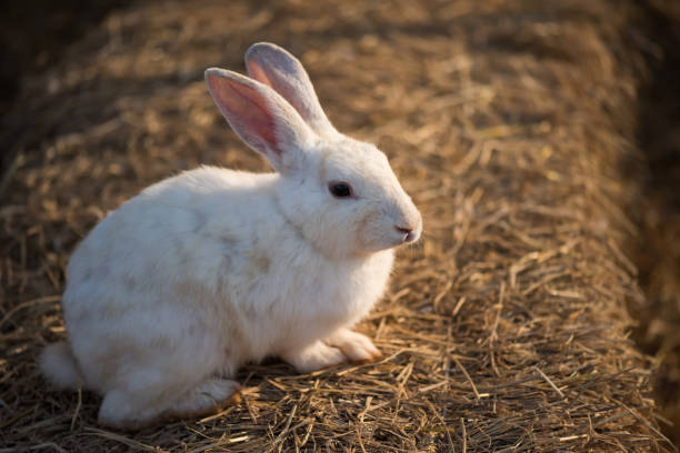 istock Rabbit on dry grass in farm. Easter holiday 1303429274