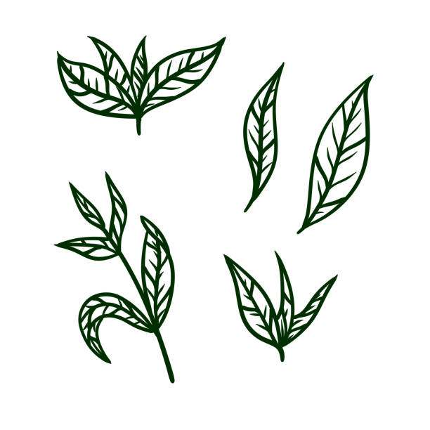 istock Tea leaf. Green plant. Set of hand-drawn natural elements. Cartoon illustration 1303429506