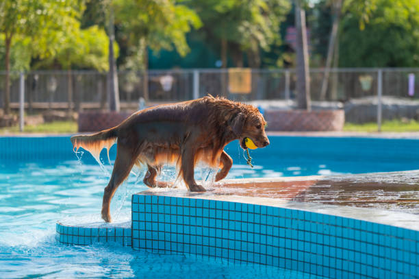 istock Golden Retriever playing in the pool 1303430686