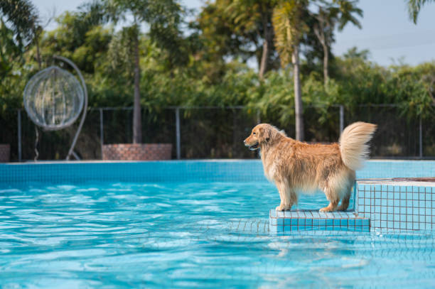 istock Golden Retriever playing in the pool 1303430687