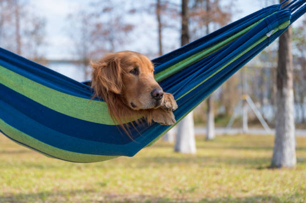 istock Golden Retriever lying on the hammock to rest 1303430695