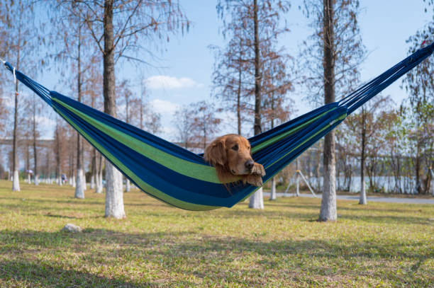 istock Golden Retriever lying on the hammock to rest 1303430698