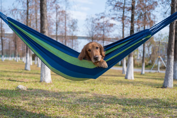 istock Golden Retriever lying on the hammock to rest 1303430699