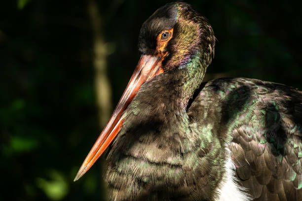 istock Black stork, Ciconia nigra in a german nature park 1303430775