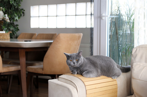 Scottish Shorthair cat lying on the sofa  at home.