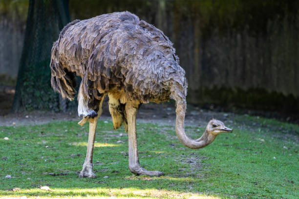 istock The common ostrich, Struthio camelus, or simply ostrich 1303431397