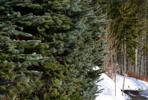 una cultivar conicamente in crescita che ha aghi rigidi, grigio argento e pungenti. siepe tagliato terreno confine giardino. in inverno la neve dell'albero non importa - gray matter foto e immagini stock