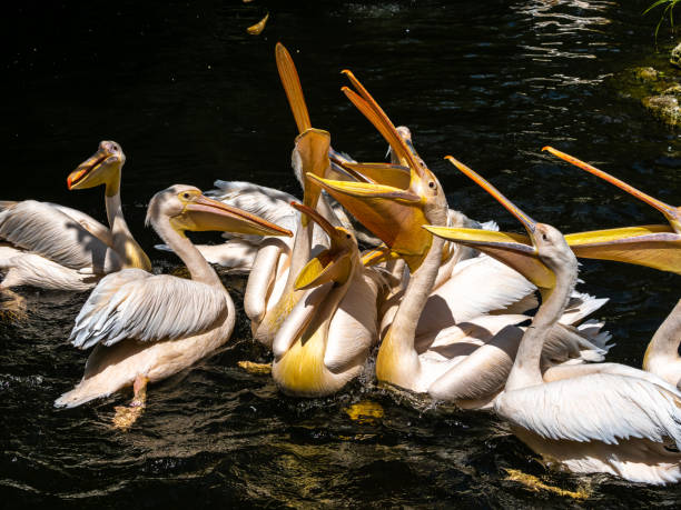 istock Great White Pelican, Pelecanus onocrotalus in a park 1303431865
