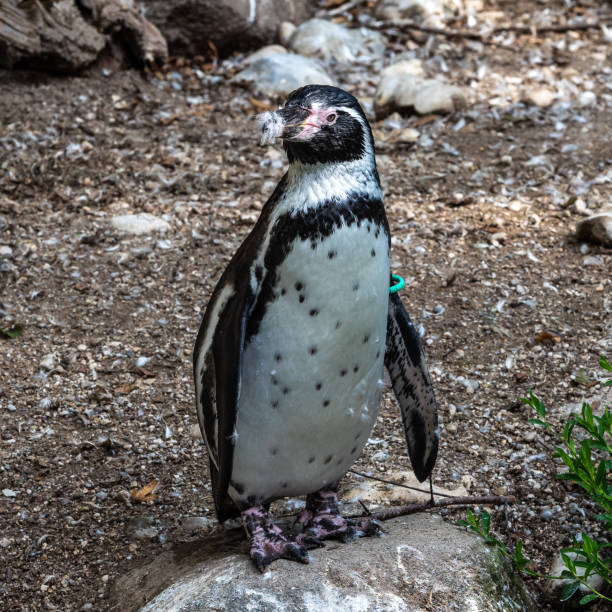 istock Humboldt Penguin, Spheniscus humboldti in a park 1303432410