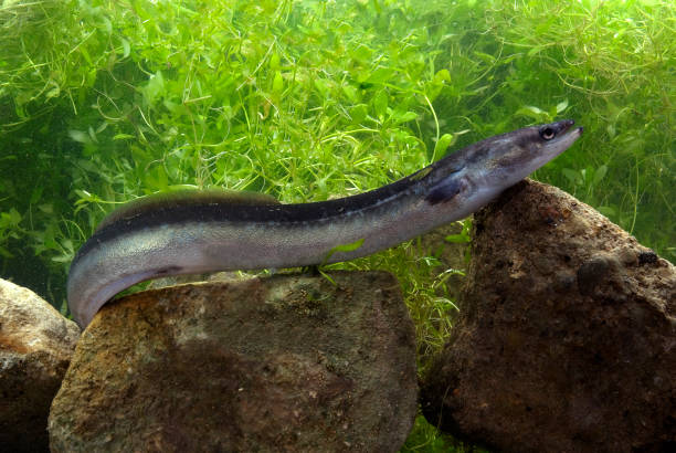 European eel European eel in a river Anguilla anguilla freshwater fish stock pictures, royalty-free photos & images