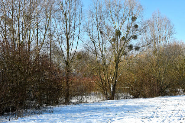 istock mistletoes in a fruit tree in wintertime in Germany 1303433016