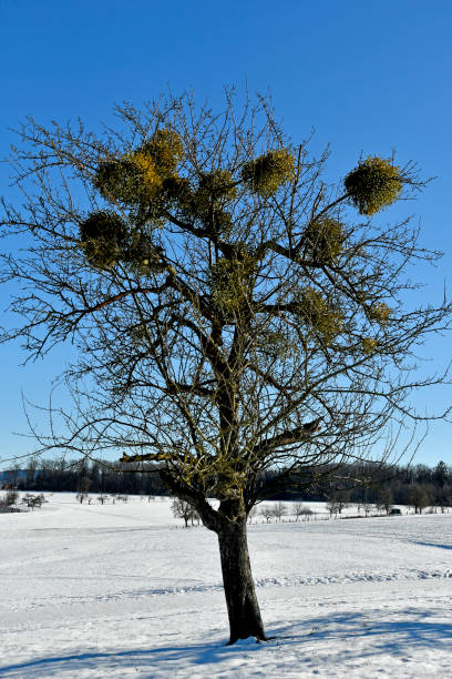 istock mistletoe in a fruit tree in wintertime with ripe berries 1303433042