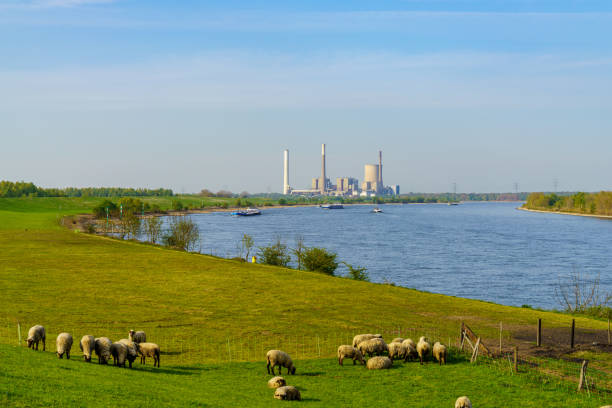 View towards the River Rhine in Orsoy, Germany Rheinberg, North Rhine-Westphalia, Germany - April 16, 2020: Sheep grazing on the dyke in Orsoy, with a view towards the harbour and Duisburg rheinberg illumination stock pictures, royalty-free photos & images