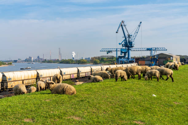 View towards the River Rhine in Orsoy, Germany Rheinberg, North Rhine-Westphalia, Germany - April 16, 2020: Sheep grazing on the dyke in Orsoy, with a view towards the harbour and Duisburg rheinberg illumination stock pictures, royalty-free photos & images
