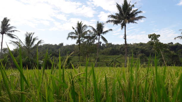 istock Green rice fields and coconut trees, against a backdrop of white clouds and blue sky 1303434142