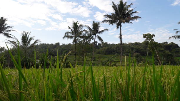 istock Green rice fields and coconut trees, against a backdrop of white clouds and blue sky 1303434160