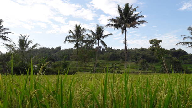 istock Green rice fields and coconut trees, against a backdrop of white clouds and blue sky 1303434235