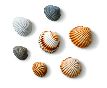 Different colored cockle shells. With clipping path and natural shadows