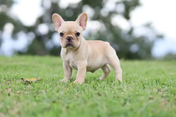 french bulldog on the grass in the park. Beautiful dog breed French Bulldog in autumn outdoor grass