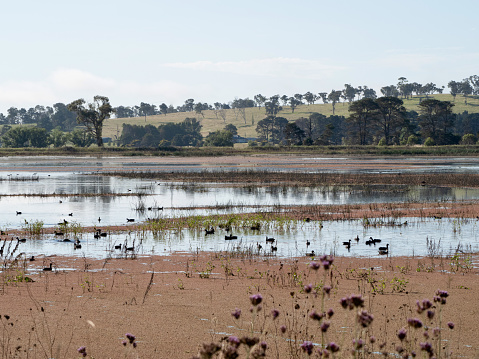 Horizontal landscape photo of the upland wetland known as Dangar's Lagoon, near Uralla and Armidale NSW. Water levels in the lagoon rise and fall dramatically with the seasons but during times of high water levels, as shown in this image, many varieties of birds make the lagoon their home.