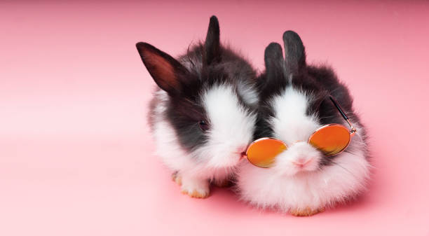 istock Two black and white adorable rabbit long ear sitting on isolate pink background. Lovely baby bunny wearing sunglasses with friend on pink background. 1303437137